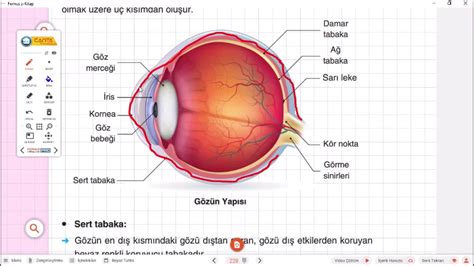 Görme organı göz anatomi